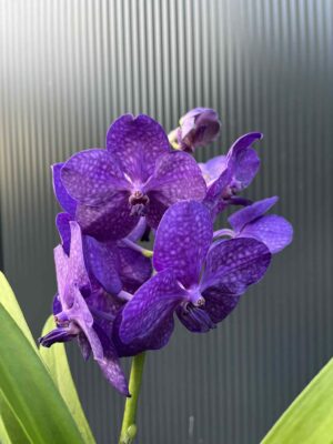 Storczyk Vanda 3