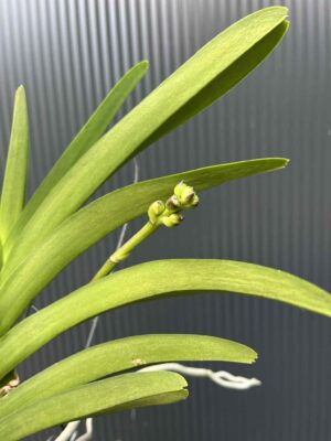 Storczyk Vanda 1