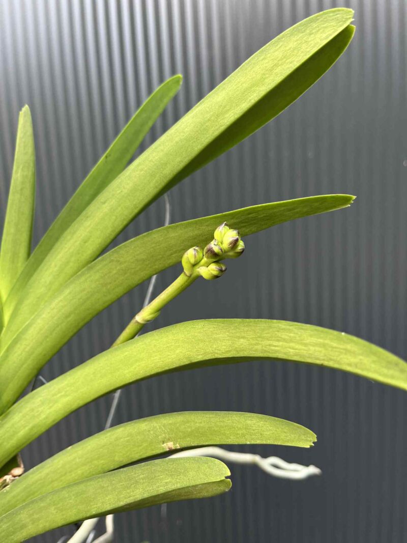 Storczyk Vanda 1