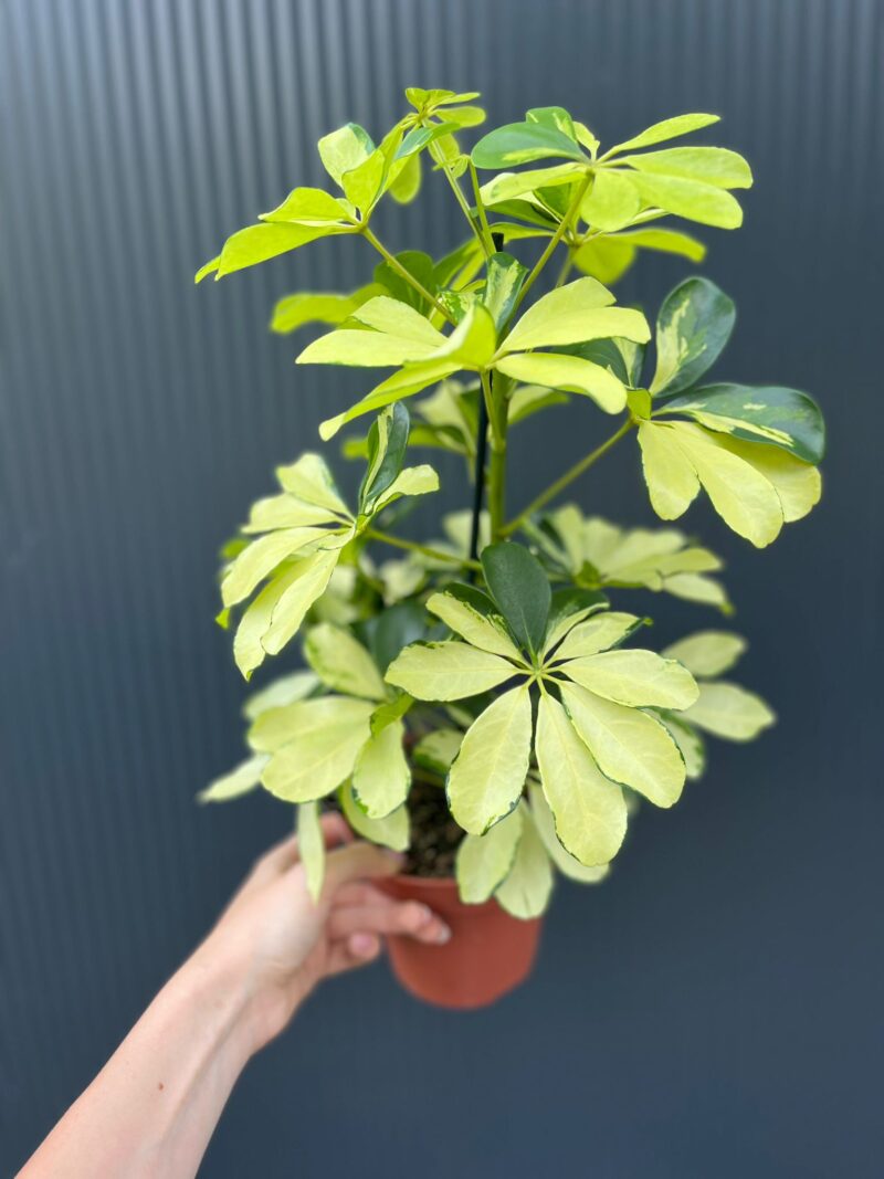 Schefflera arboricola Melanie II kategoria