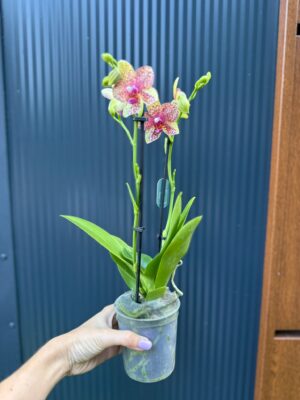 Phalaenopsis Anthura Grosseto | Storczyk