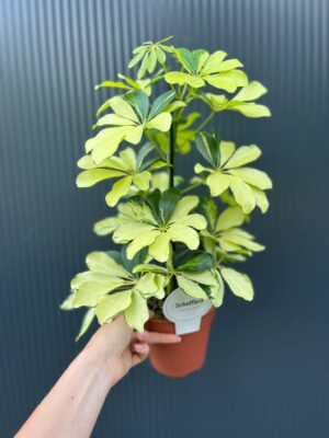 Schefflera arboricola Melanie II kategoria