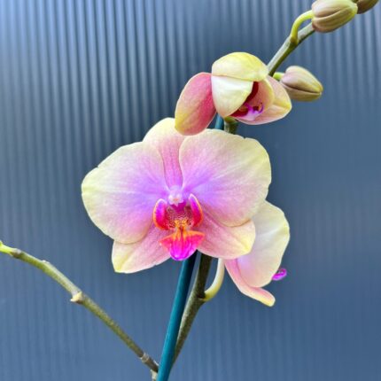 Phalaenopsis Malmo | Storczyk