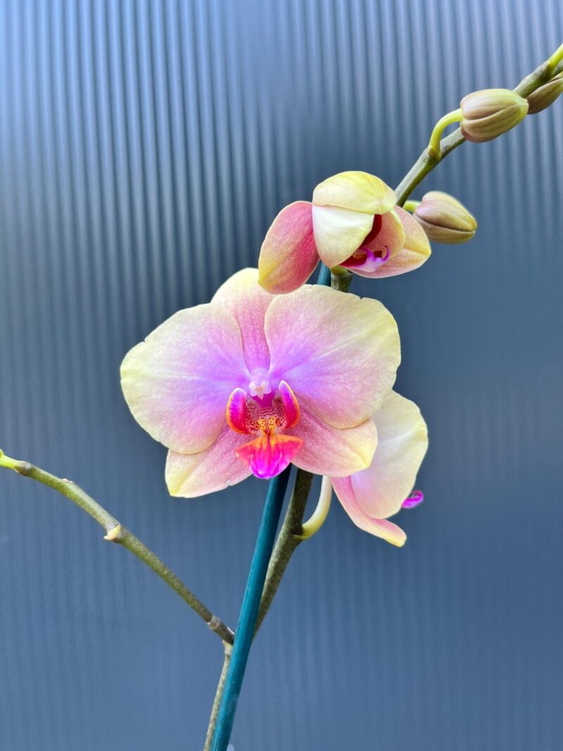 Phalaenopsis Malmo | Storczyk