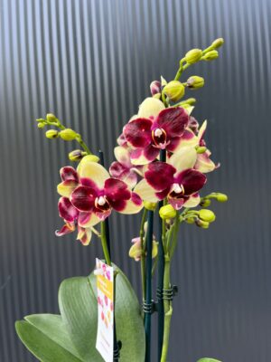 Phalaenopsis Catania | Storczyk