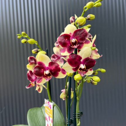 Phalaenopsis Catania | Storczyk