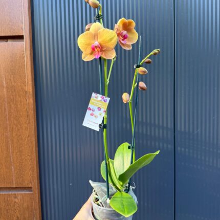 Phalaenopsis Orange Buddha | Storczyk