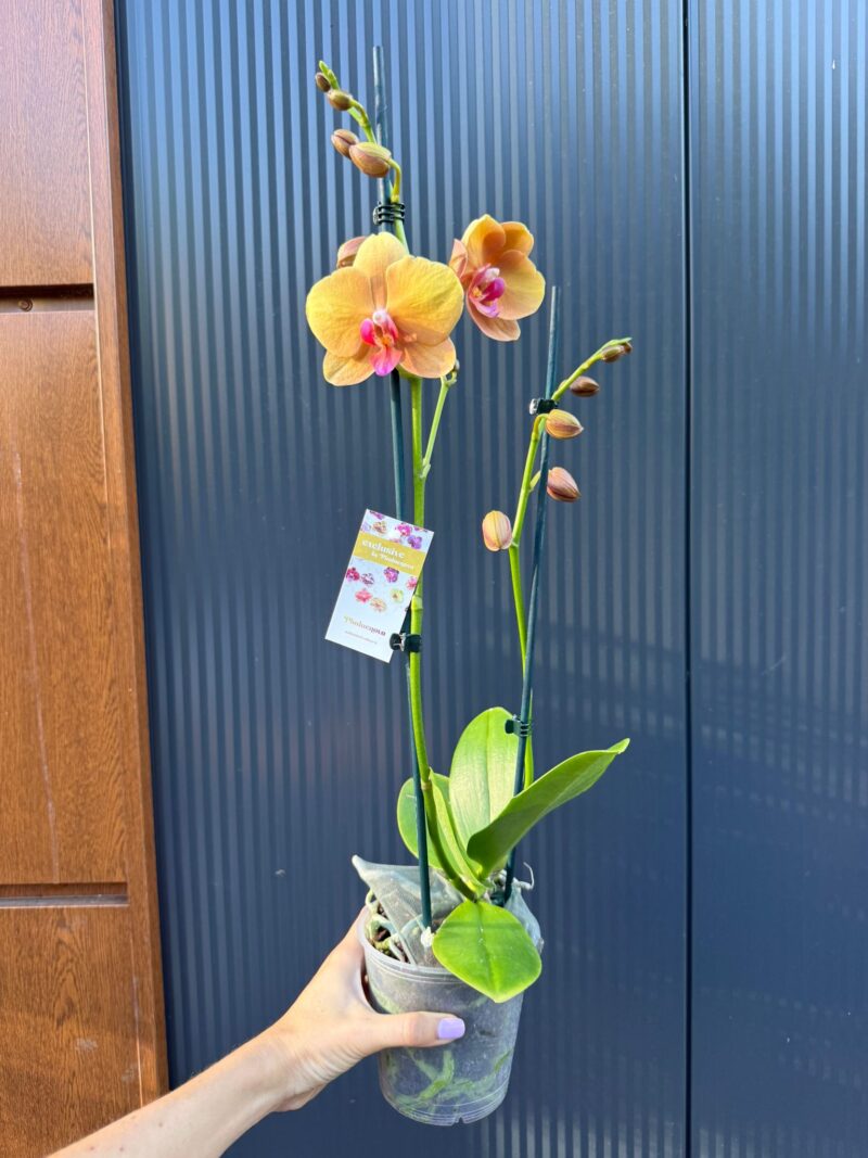 Phalaenopsis Orange Buddha | Storczyk