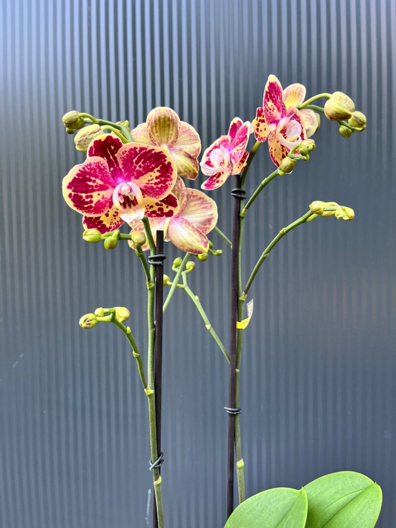 Phalaenopsis Optistar Spears | storczyk