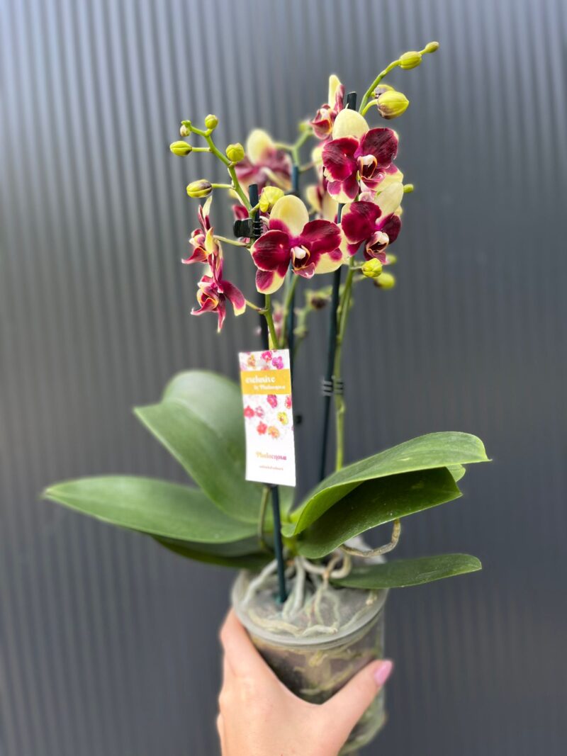 Phalaenopsis Catania | Storczyk