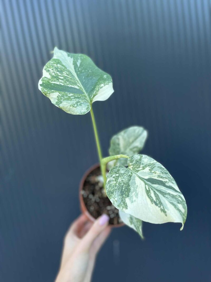 Monstera creme brulée