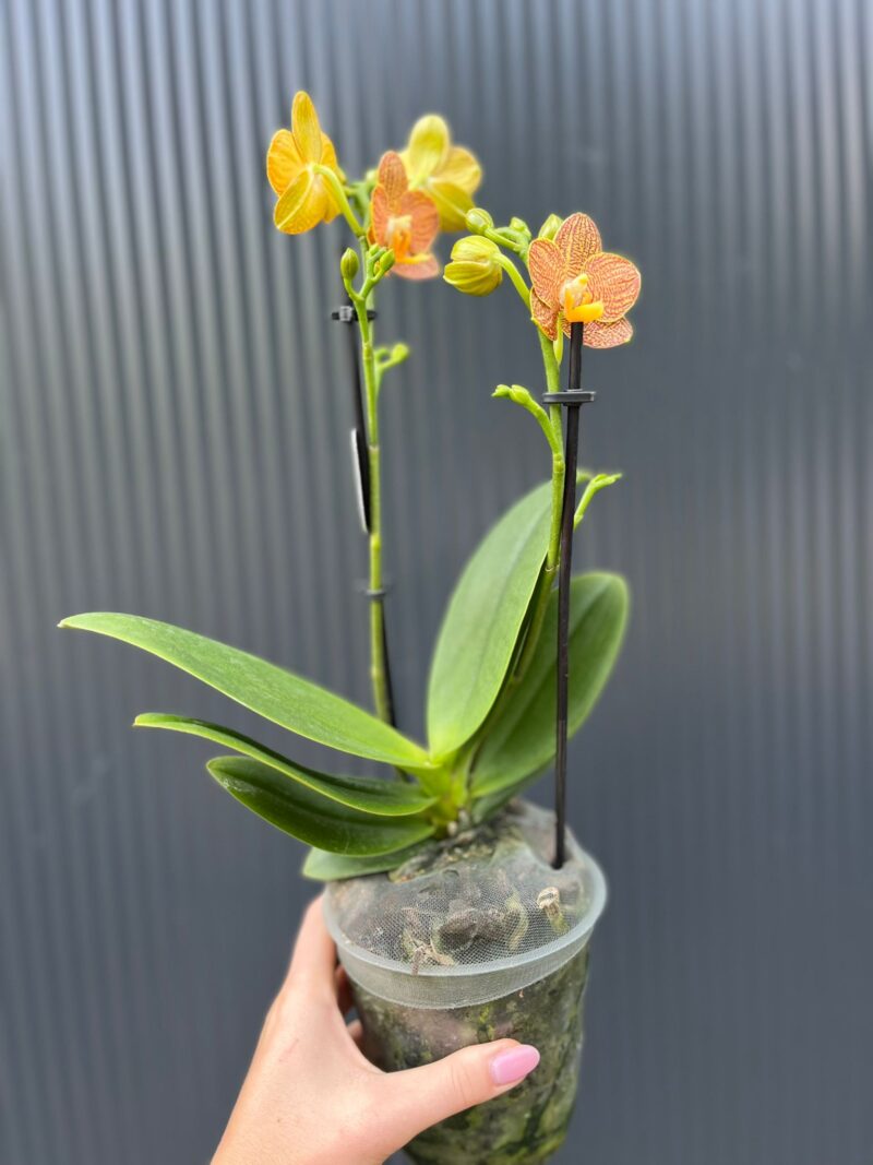 Phalaenopsis Indian Summer | Storczyk