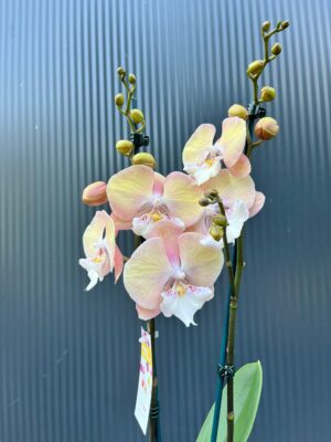 Phalaenopsis Tina | Storczyk