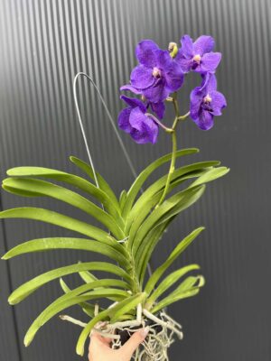 Storczyk Vanda 7 przekwitająca