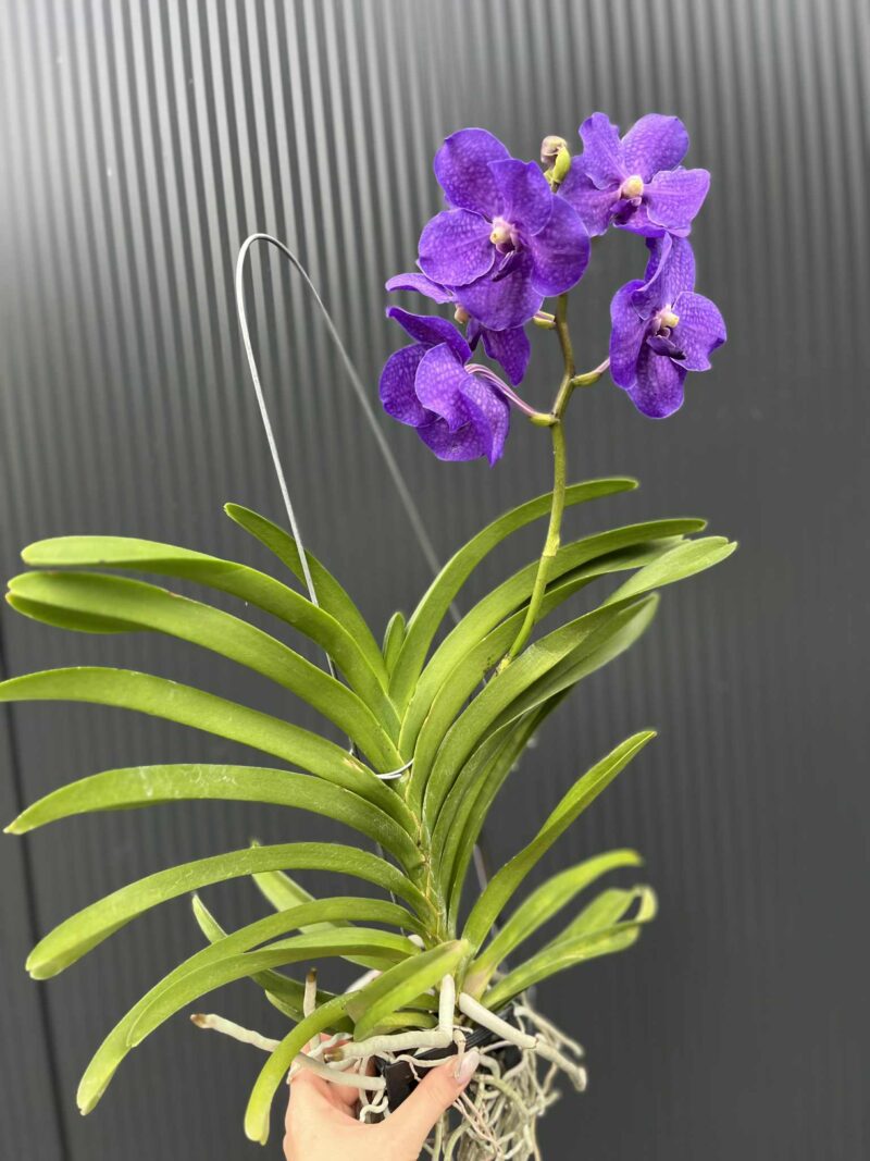 Storczyk Vanda 7 przekwitająca