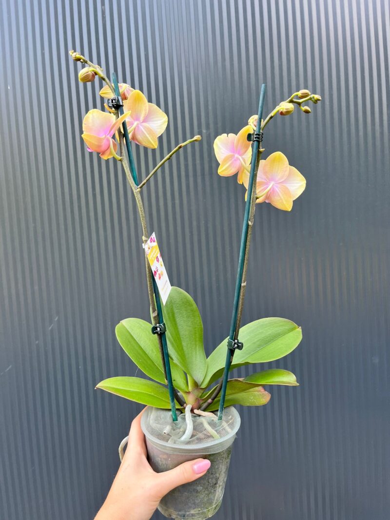 Phalaenopsis Malmo | Storczyk