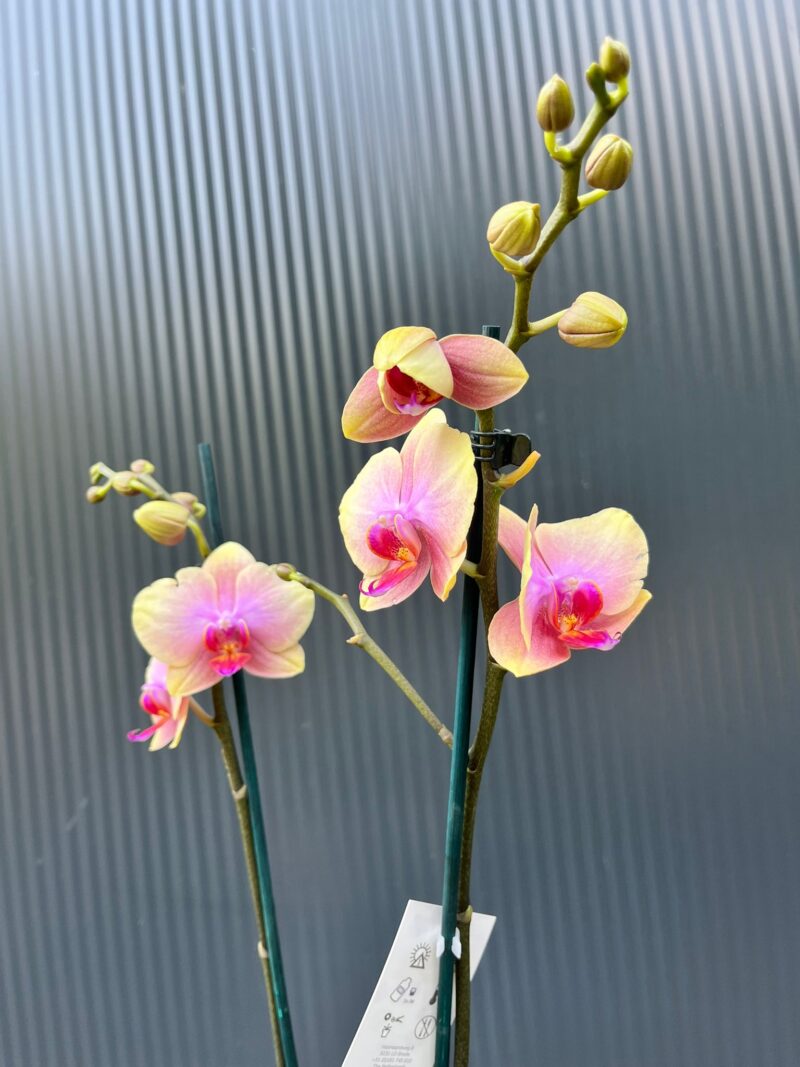 Phalaenopsis Malmo | Storczyk