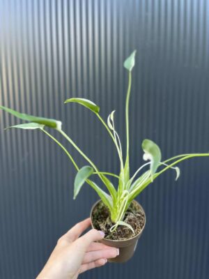 Alocasia Tiny Dancer Variegata