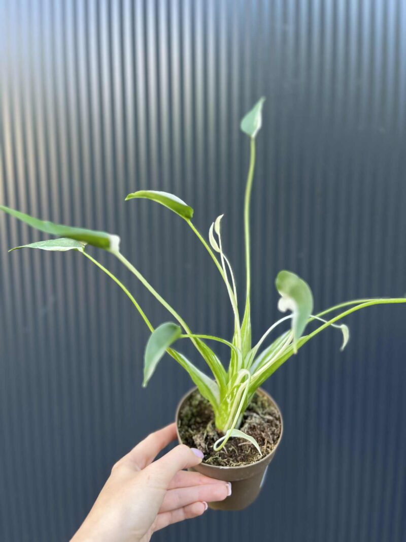 Alocasia Tiny Dancer Variegata