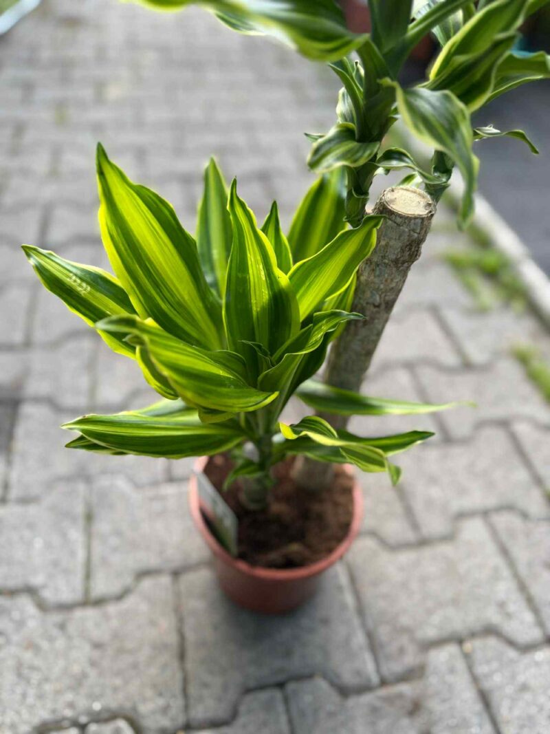 Dracaena ‘Golden Queen’