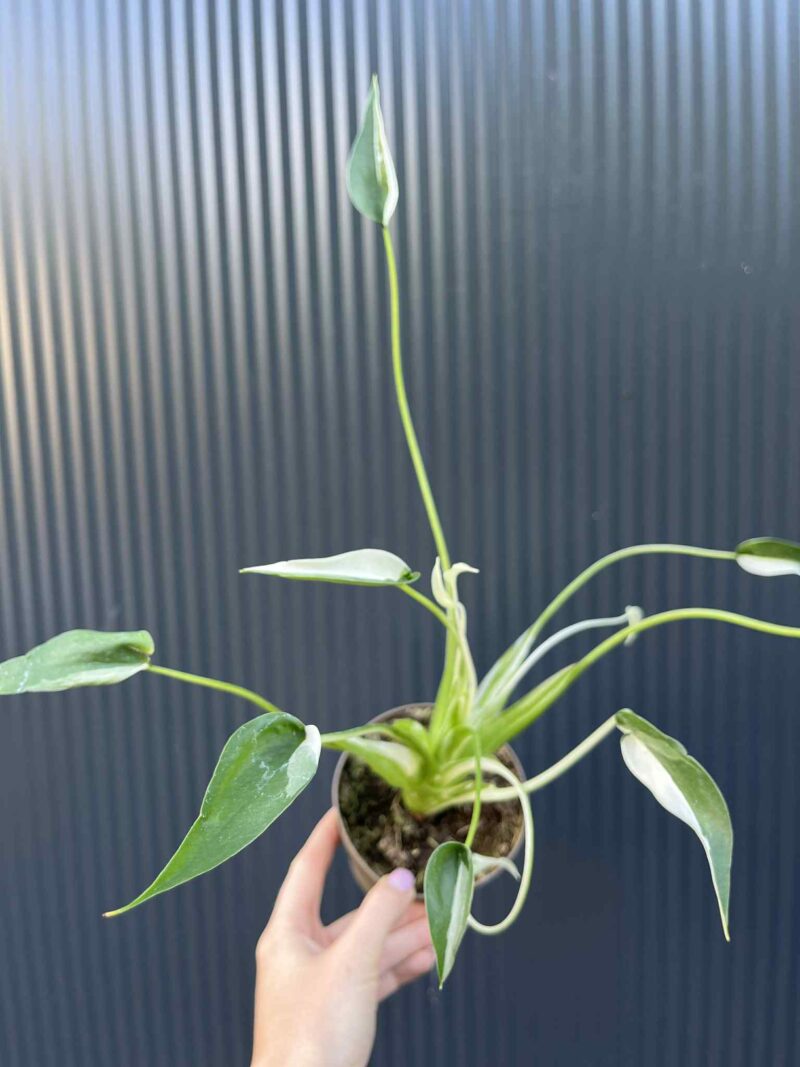 Alocasia Tiny Dancer Variegata