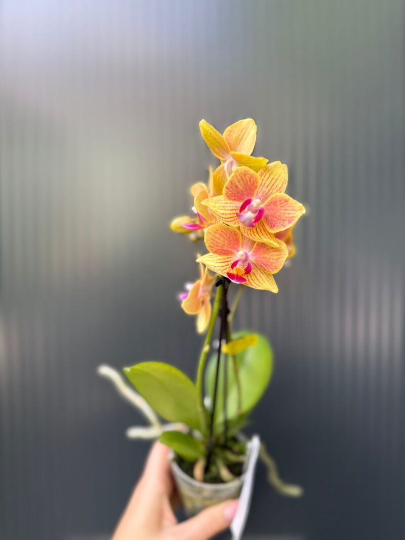 Phalaenopsis Optifriend ‘Indy’ | Storczyk
