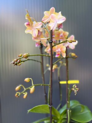 Phalaenopsis Multiflora ‘Aromio Spicy’ | storczyk pachnący