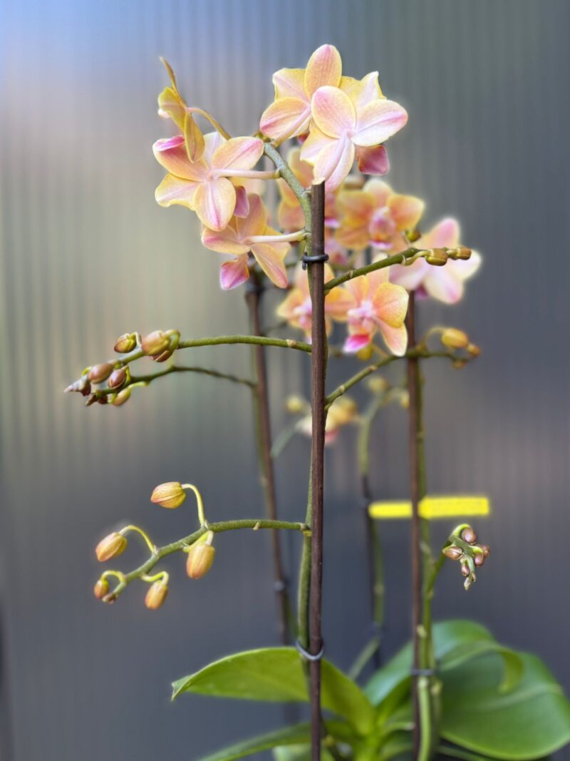 Phalaenopsis Multiflora ‘Aromio Spicy’ | storczyk pachnący