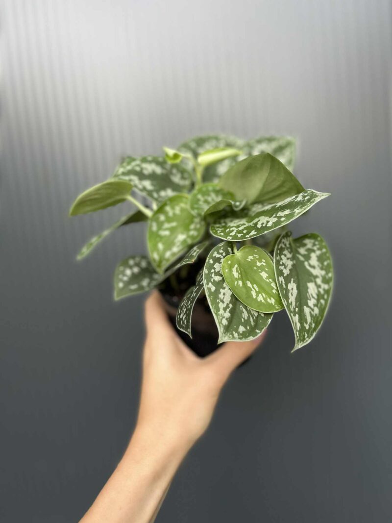 Scindapsus pstry