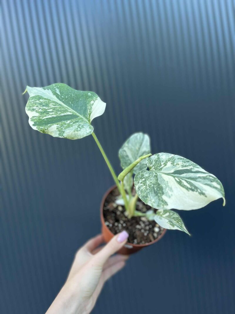 Monstera creme brulée