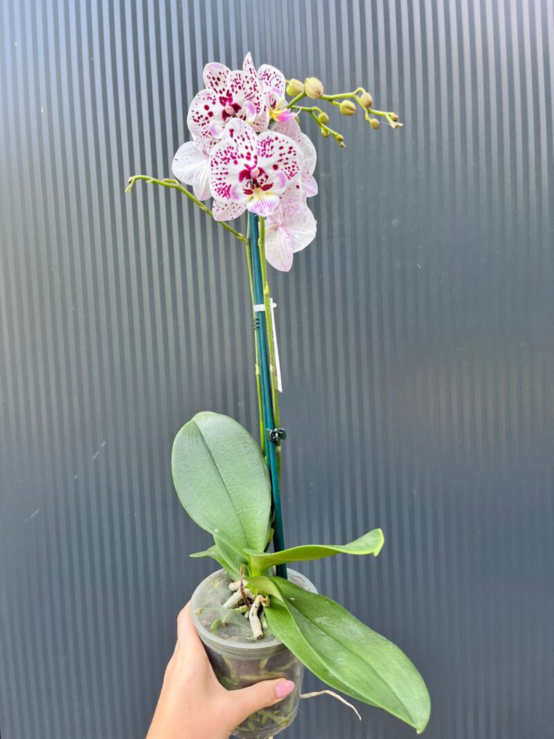 Phalaenopsis Zoe | Storczyk