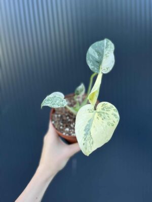 Monstera creme brulée