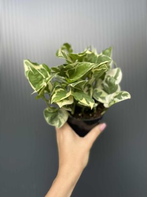 Epipremnum N’Joy’