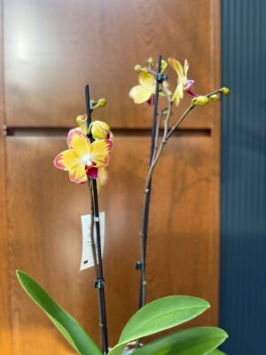 Phalaenopsis Papagayo | Storczyk