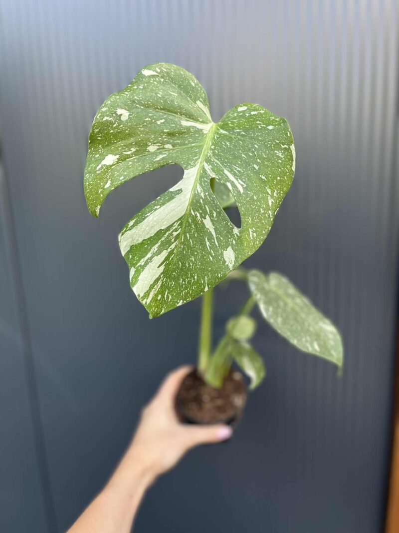 Monstera Thai