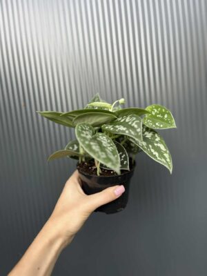 Scindapsus pstry