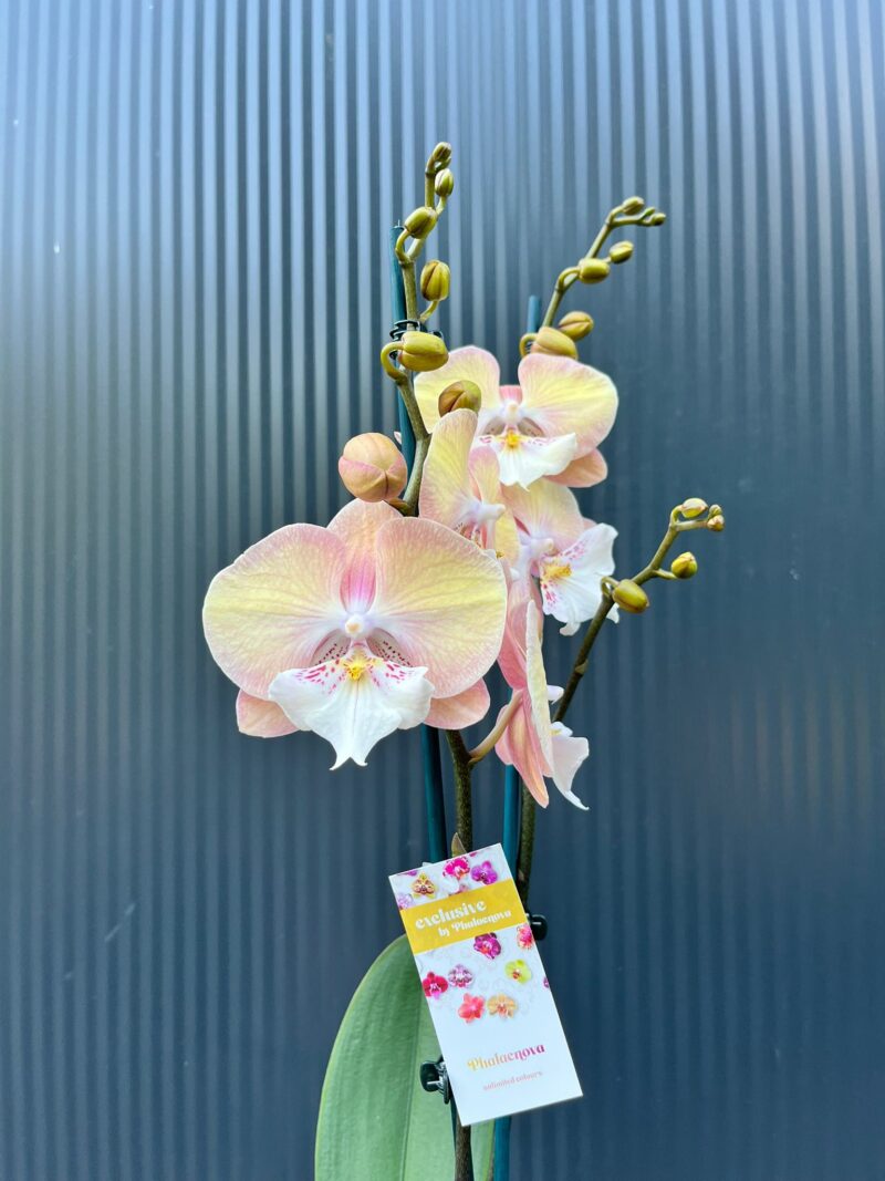 Phalaenopsis Tina | Storczyk