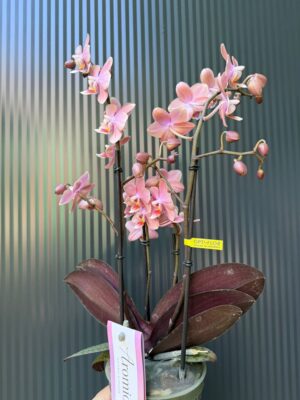 Phalaenopsis Multiflora ‘Aromio Sweet’ | Storczyk pachnący
