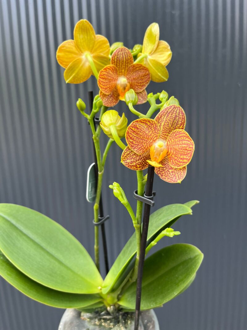 Phalaenopsis Indian Summer | Storczyk