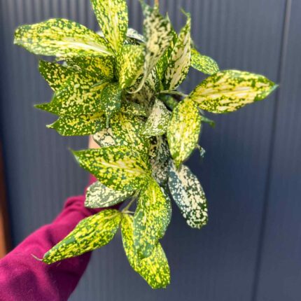 Dracaena surculosa ‘Florida Beauty’