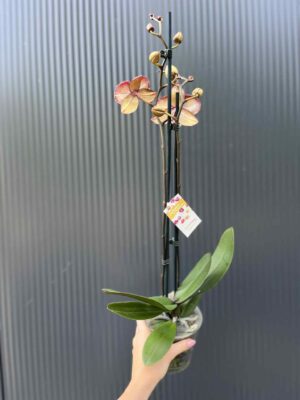 Phalaenopsis Chocolate “Kizz” | Storczyk