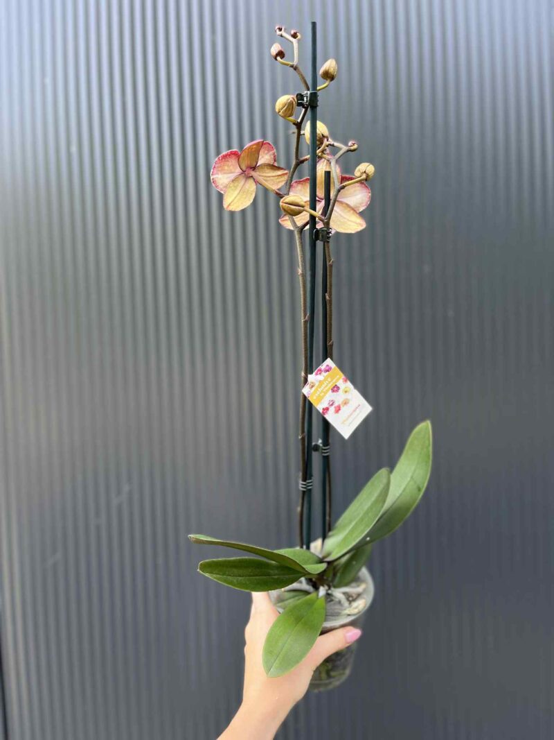 Phalaenopsis Chocolate “Kizz” | Storczyk