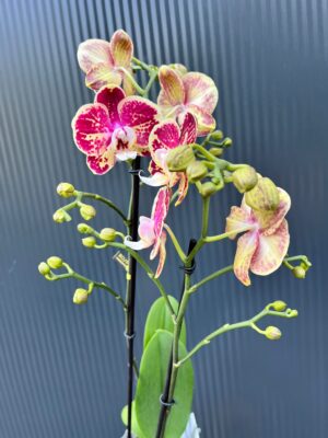 Phalaenopsis Optistar Spears | storczyk