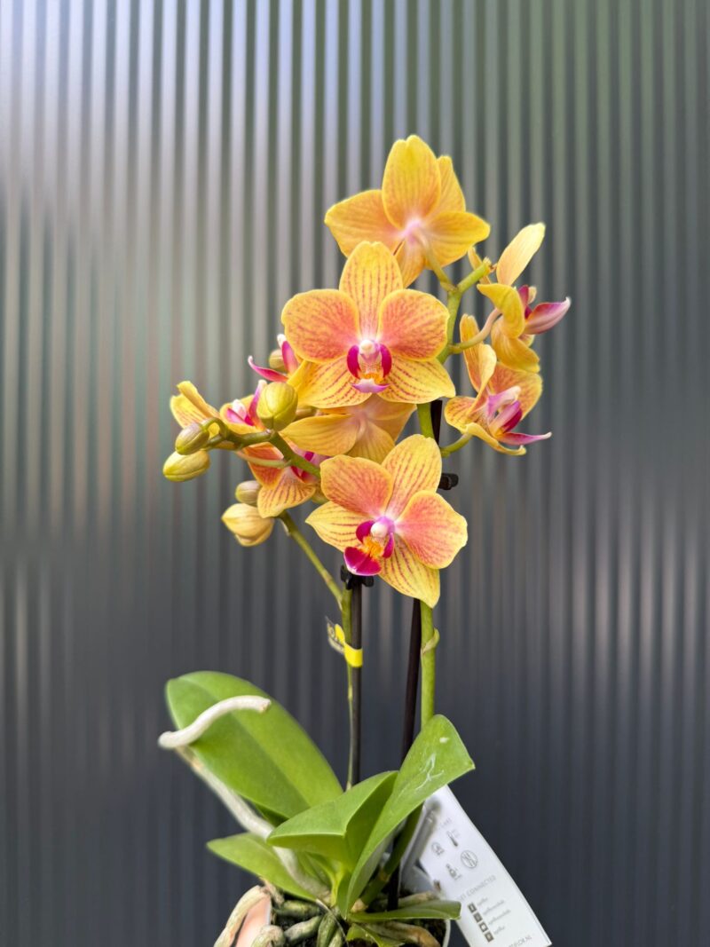 Phalaenopsis Optifriend ‘Indy’ | Storczyk Phalaenopsis Optifriend ‘Indy’ | Storczyk