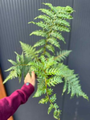 Paproć drzewiasta Cyathea australis | Paprotka