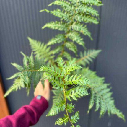 Paproć drzewiasta Cyathea australis | Paprotka