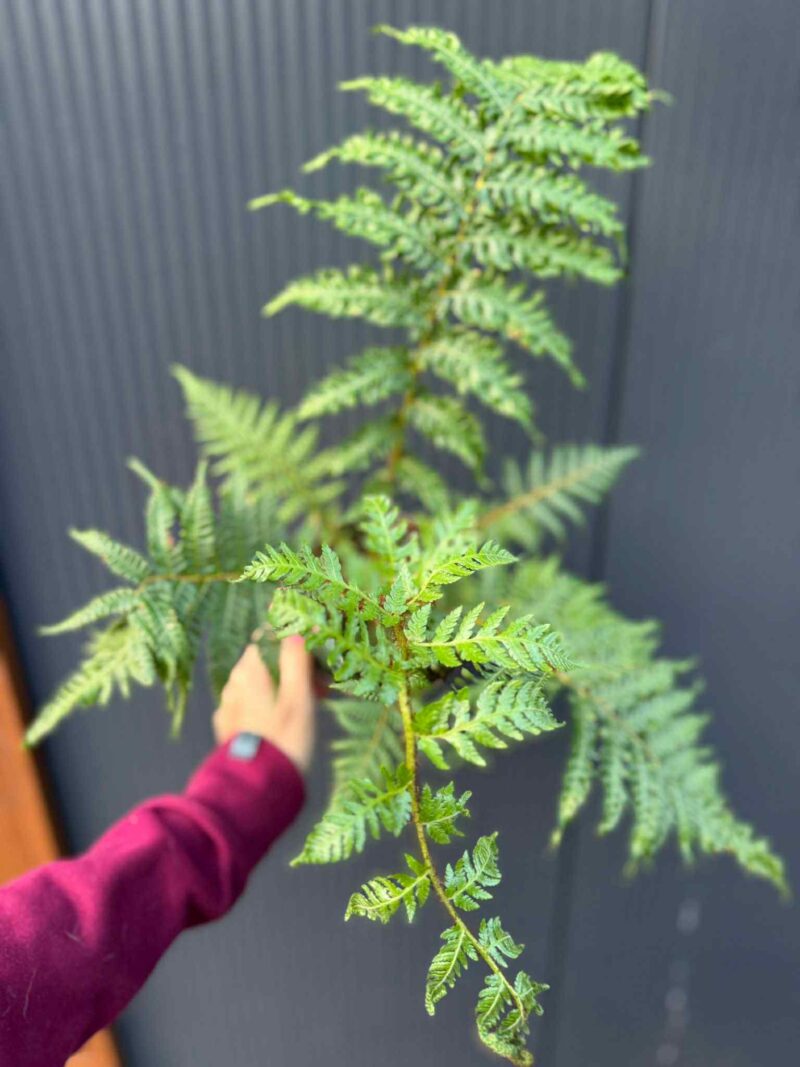 Paproć drzewiasta Cyathea australis | Paprotka