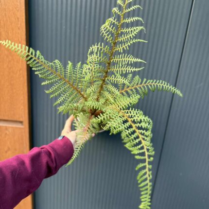 Paproć drzewiasta „Highland Lace” | Paprotka