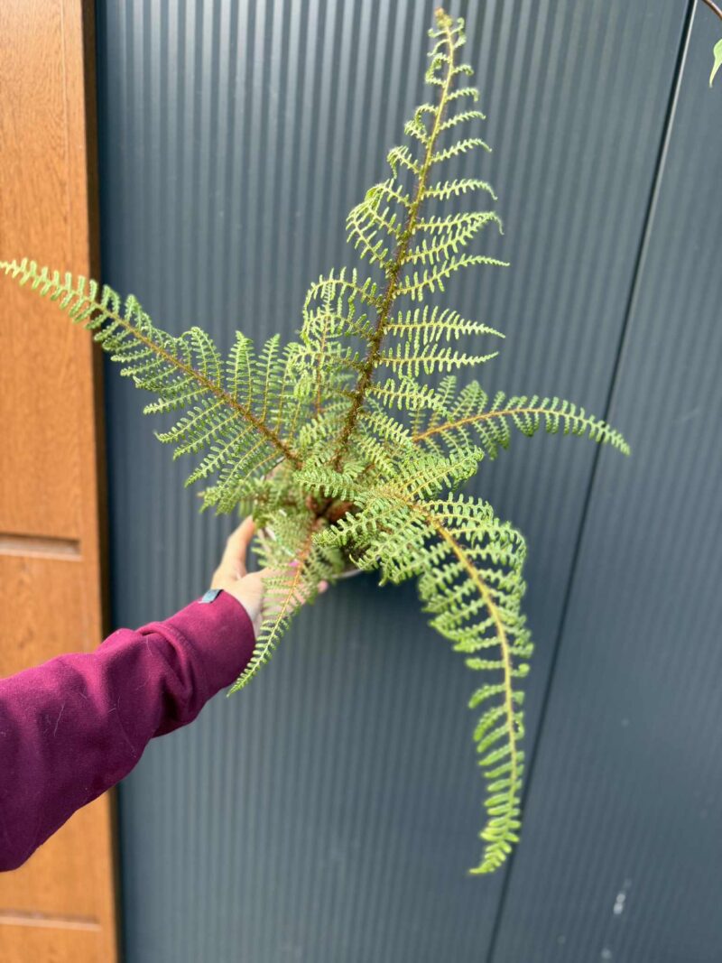 Paproć drzewiasta „Highland Lace” | Paprotka