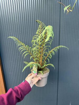 Paproć drzewiasta „Highland Lace” | Paprotka